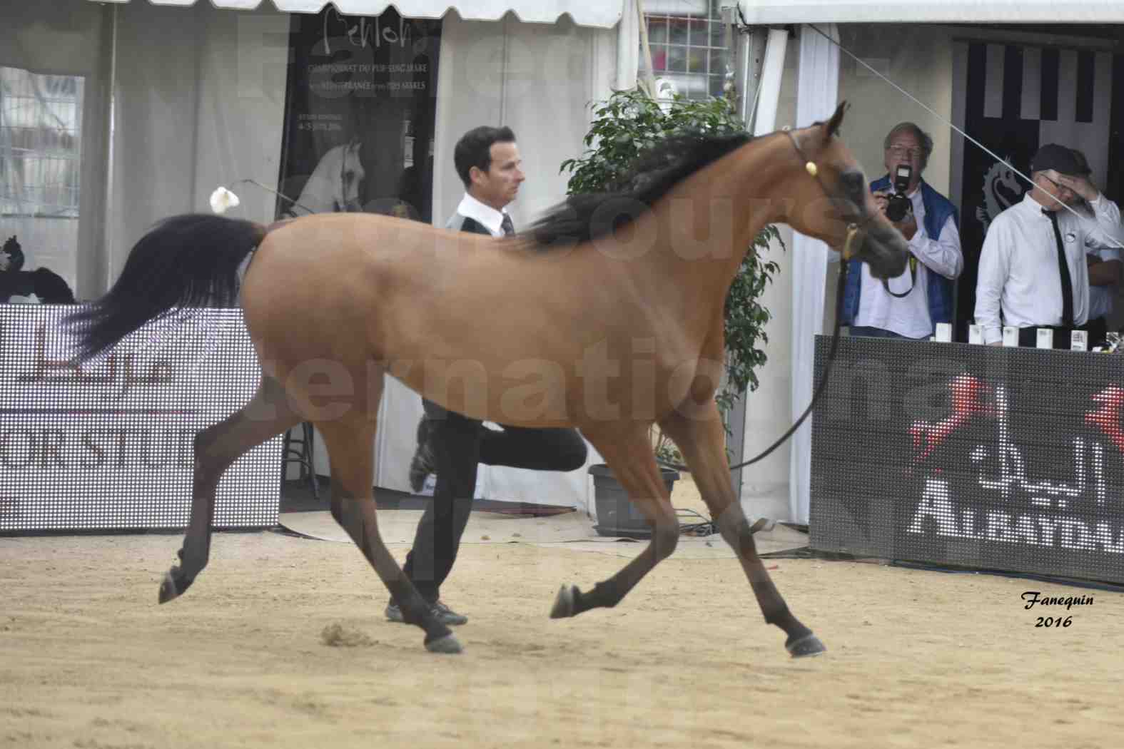 Championnat du Pur-Sang Arabe de la Méditerranée et des pays Arabes - MENTON 2016 - MAZAYA DOMITIA - Notre Sélection - 09