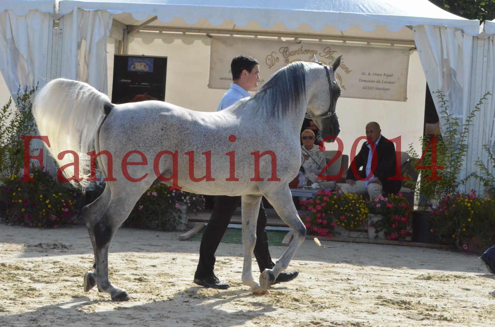 CHAMPIONNAT DE FRANCE  2014 A POMPADOUR - Sélection - SHEYK DE GARGASSAN - 06