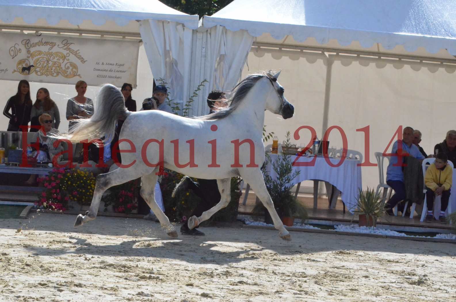 CHAMPIONNAT DE FRANCE  2014 A POMPADOUR - Sélection - SHAOLIN DE NEDJAIA - 52