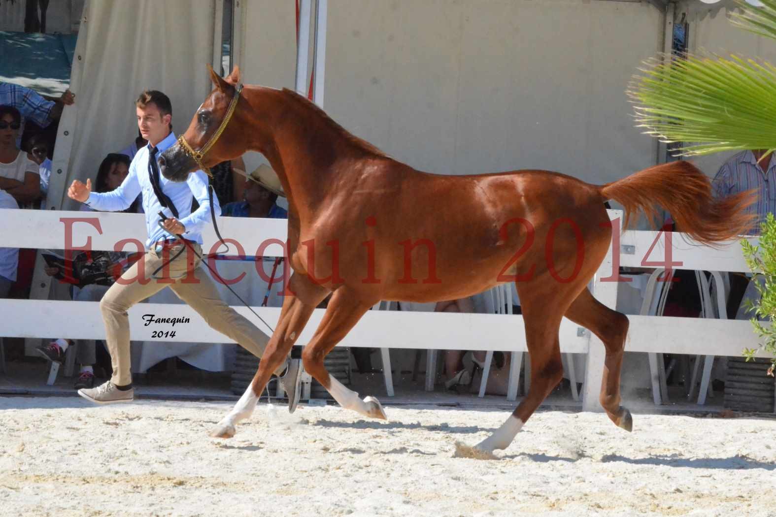 Concours National de Nîmes de chevaux ARABES 2014 - Notre Sélection - DZHARI NUNKI - 07