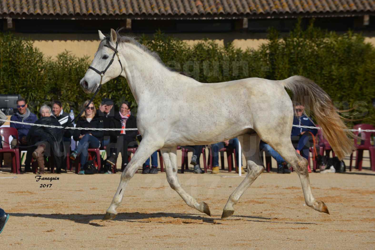 Présentation d’Étalons aux Haras d'UZES - AFTER DE SAULARIE - 2