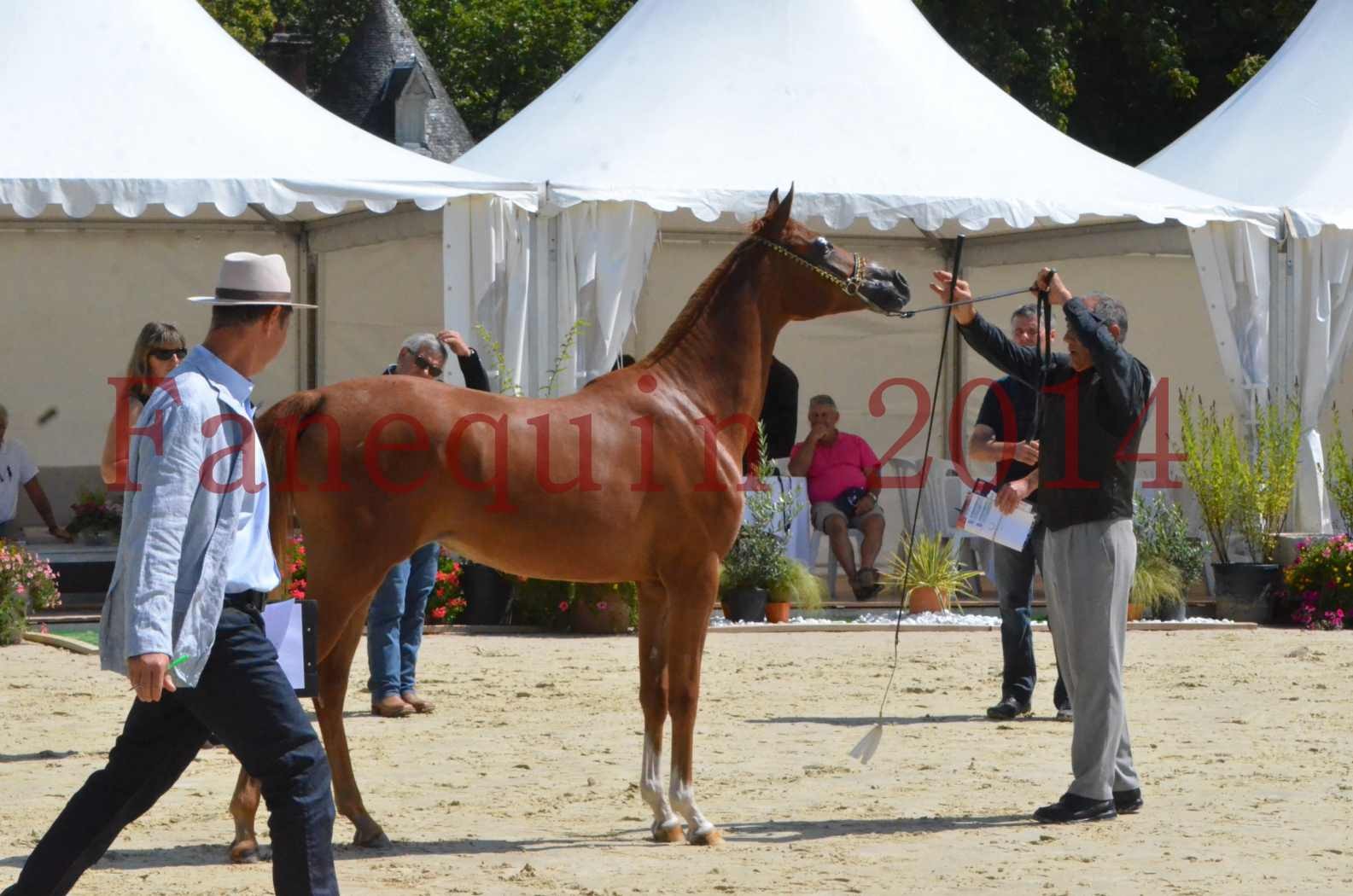 Championnat de FRANCE 2014 - Amateurs - SH CALLAS BINT ARMANI - 46