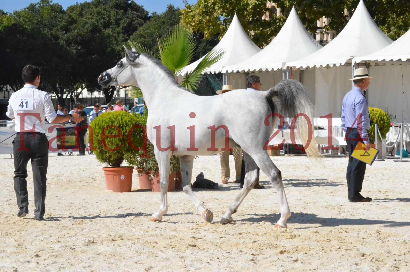 Concours National de Nîmes de chevaux ARABES 2014 - Sélection - SHAOLIN DE NEDJAIA - 18