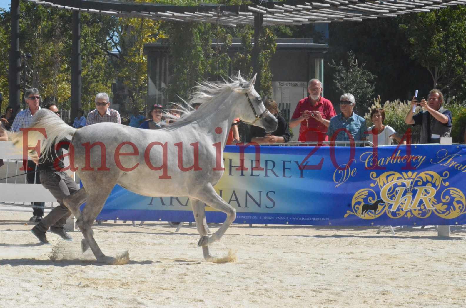 Concours national de Nîmes 2014 - Sélection  - VOLODIA DE LAFON - 14