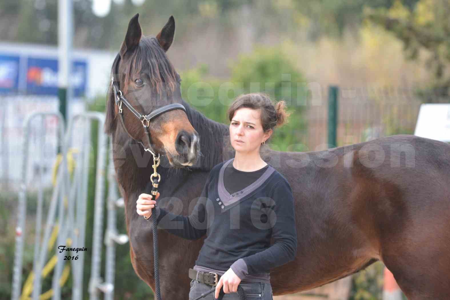 Cheval Passion 2016 - Portraits de Chevaux Arabes - élevage EL MAGLEP ARABIANS - 7