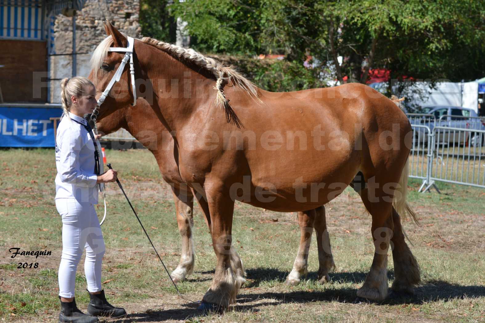 Concours départemental de chevaux de traits à GRAULHET en 2018 - Elevage POUJADE - Notre Sélection - 14