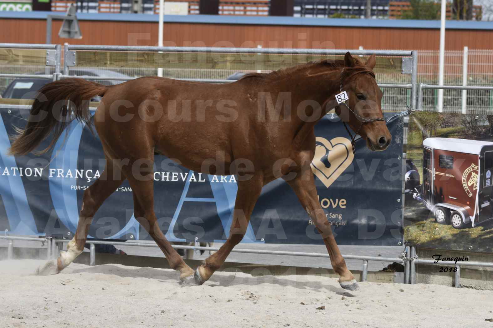 Concours d'élevage de Chevaux Arabes - D. S. A. - A. A. - ALBI les 6 & 7 Avril 2018 - FOXTROT DU GRIOU - Notre Sélection - 7