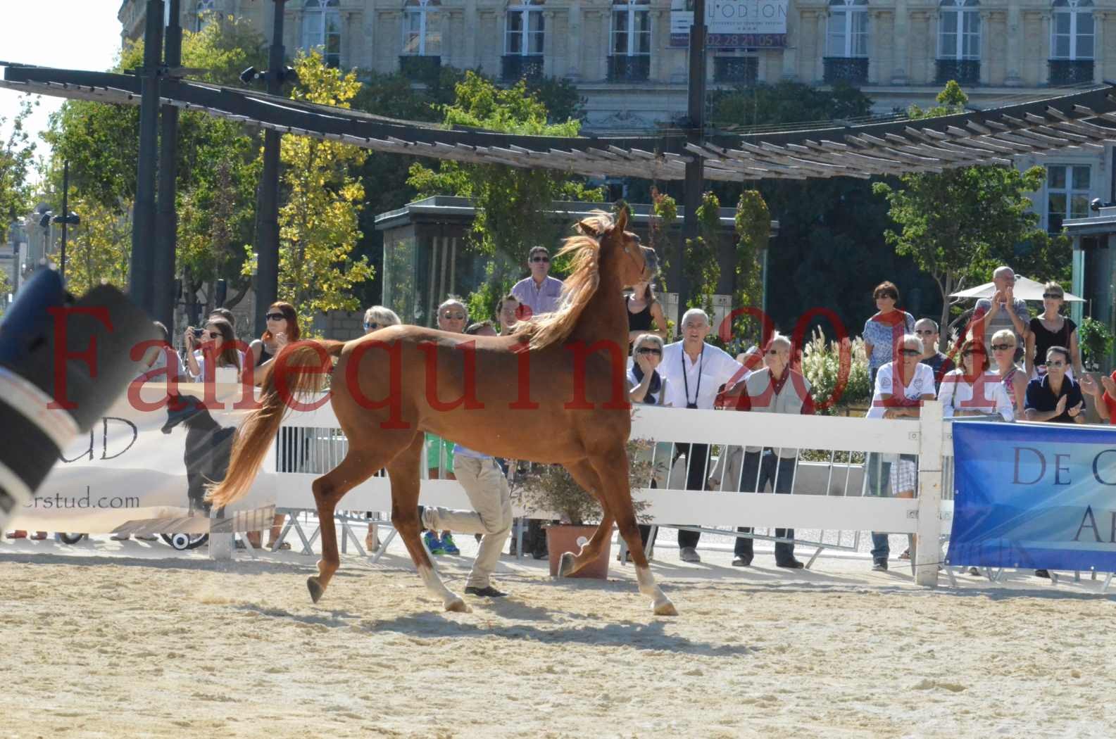 Concours National de Nîmes de chevaux ARABES 2014 - Championnat - MASSAI DE BARREL - 05