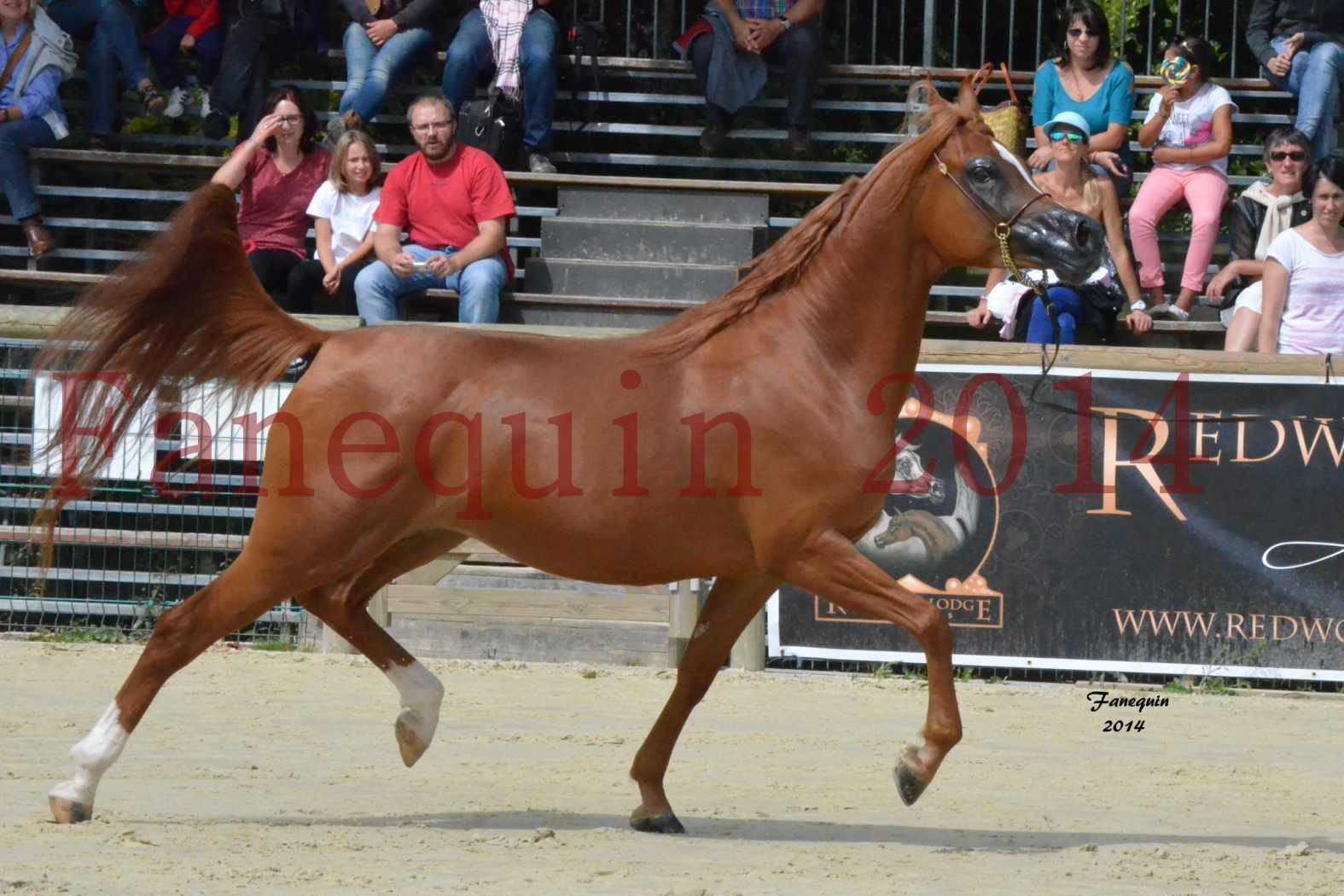 ﻿CHAMPIONNAT DE FRANCE 2014 A POMPADOUR - Notre Sélection - KINSHASA JA - 25