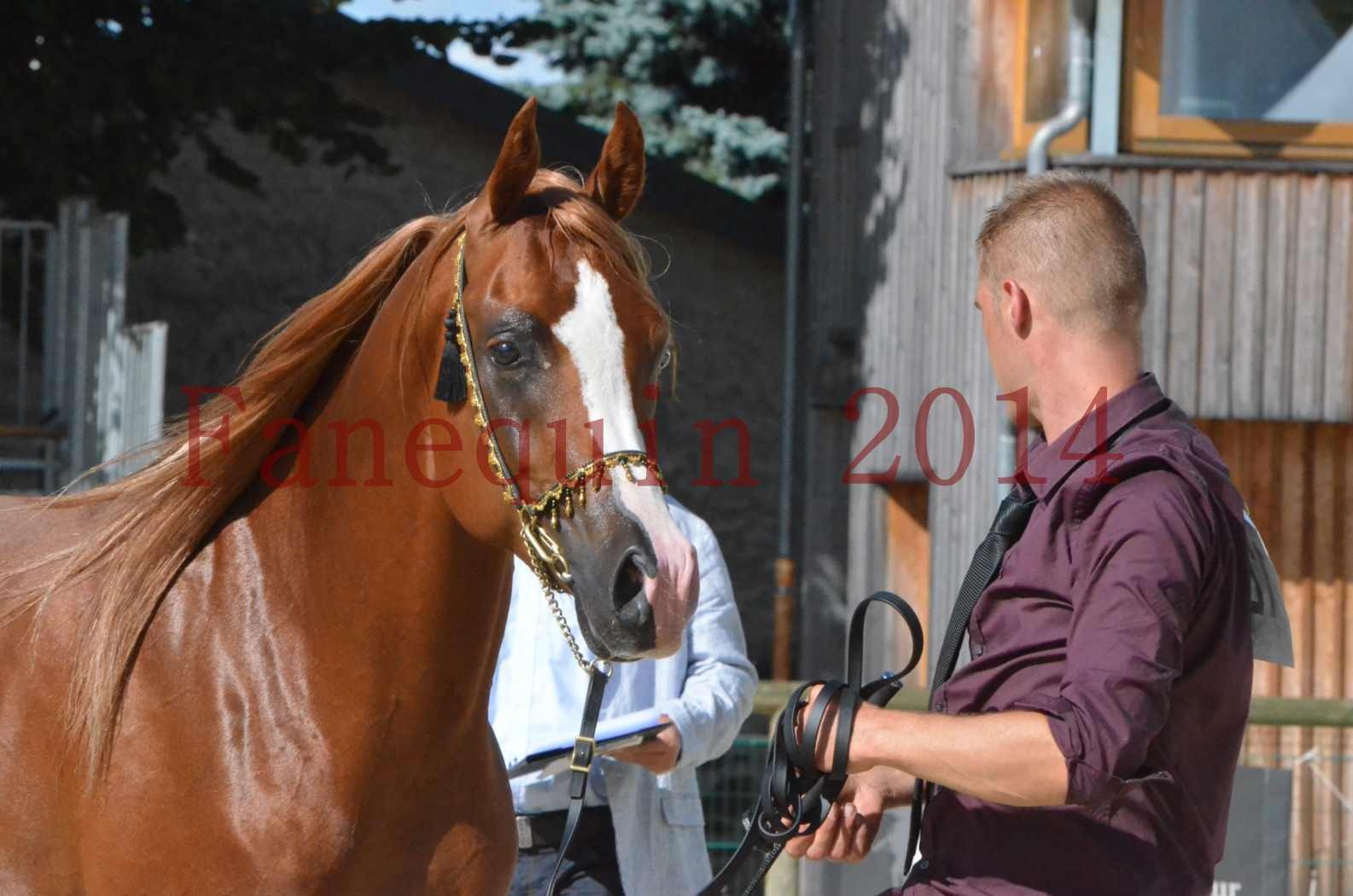 Championnat de FRANCE 2014 - Amateurs - SELECTO IBN SAMAWI - 078