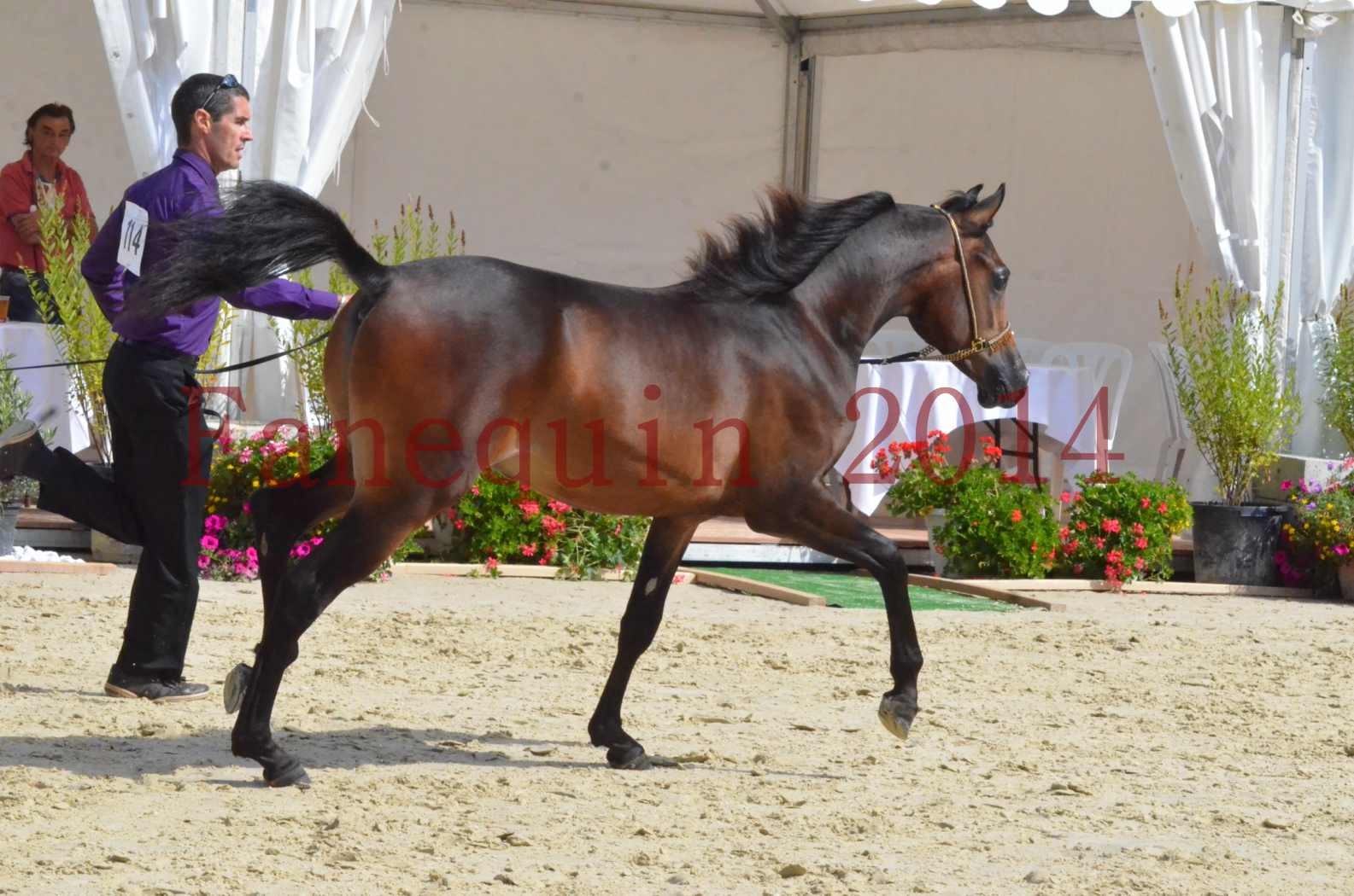 Championnat de FRANCE 2014 - Amateurs - SH FARAJAA - 09