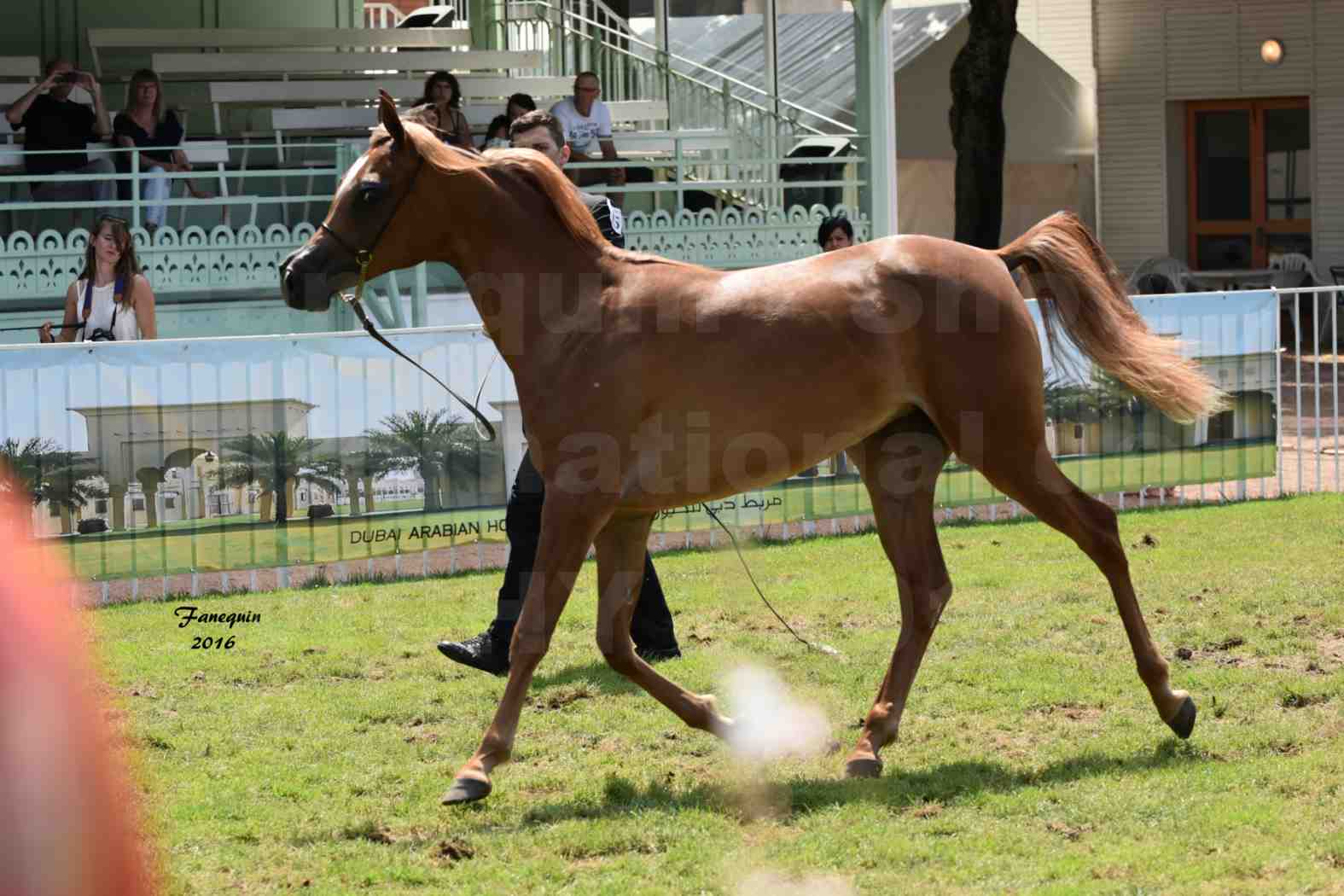 International Arabian Horse Show B de VICHY 2016 - JA FALAENE - Notre Sélection - 05