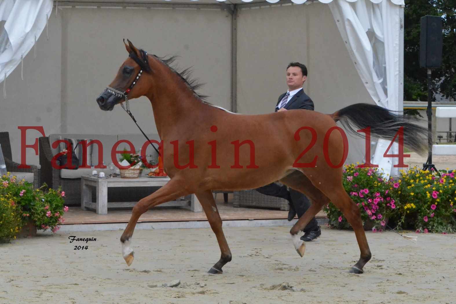 Championnat de FRANCE 2014 à POMPADOUR - Médaille de Bronze - pouliches de 1 an - SHABNAM IBN ASLAL - 09