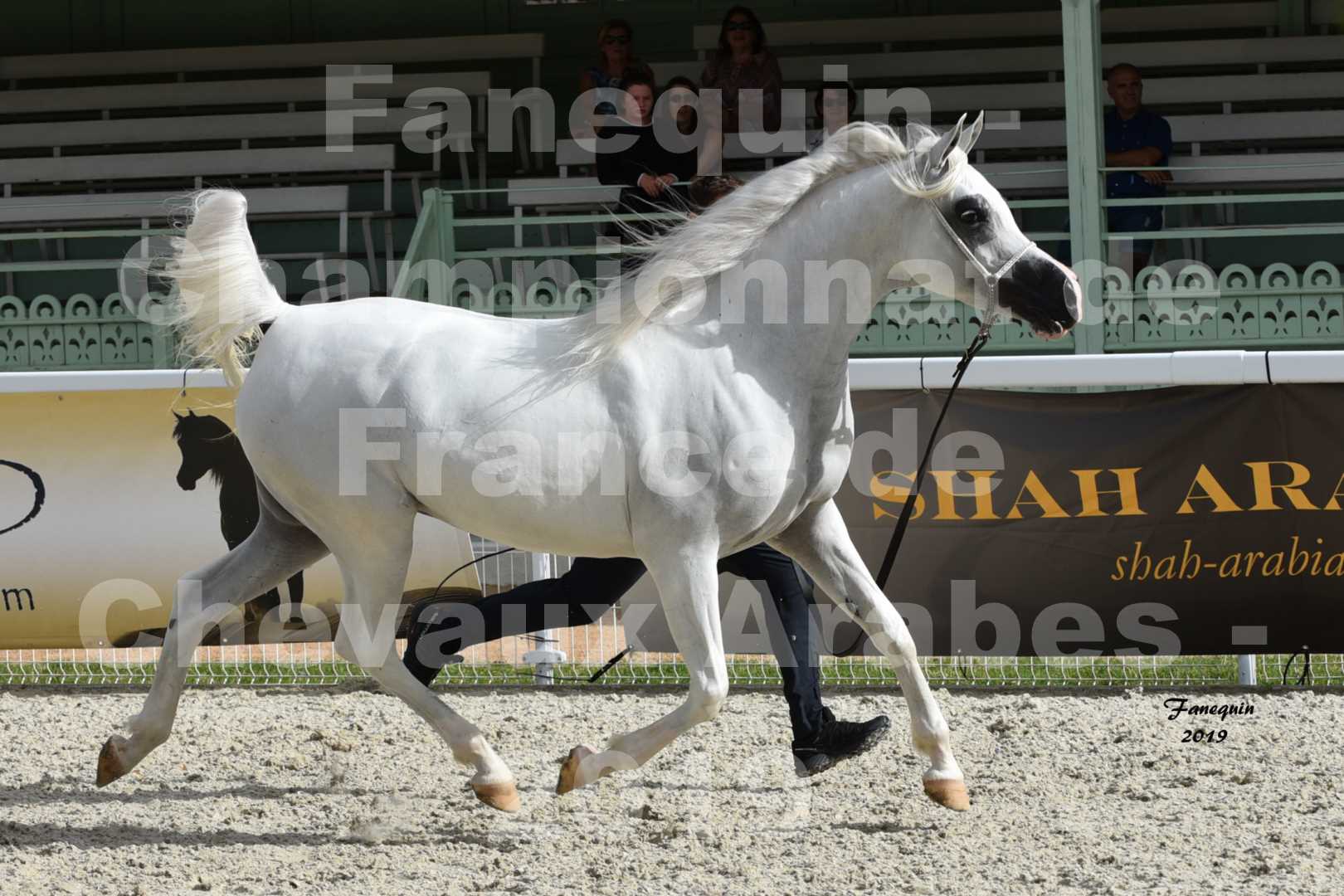 Championnat de France des chevaux Arabes en 2019 à VICHY - PIWNICIA NUNKI - 4