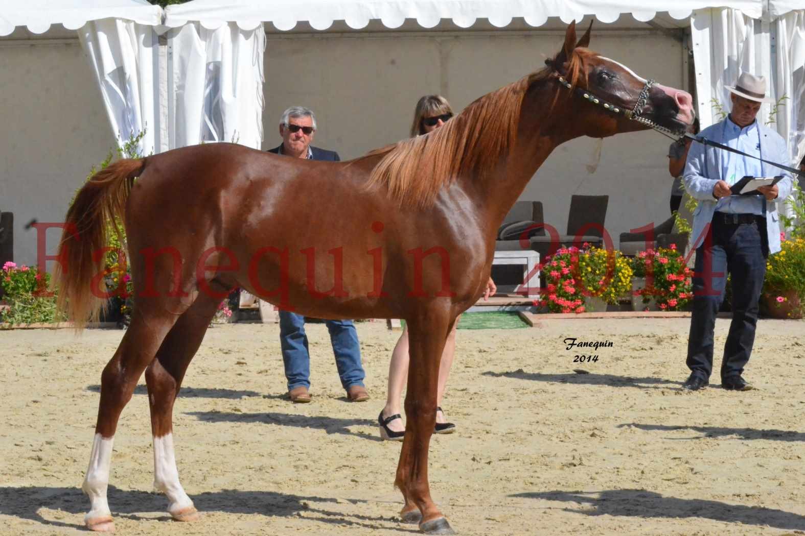 CHAMPIONNAT DE FRANCE 2014 A POMPADOUR - concours Amateur - ANTARCTIC DES AUBUS - 12