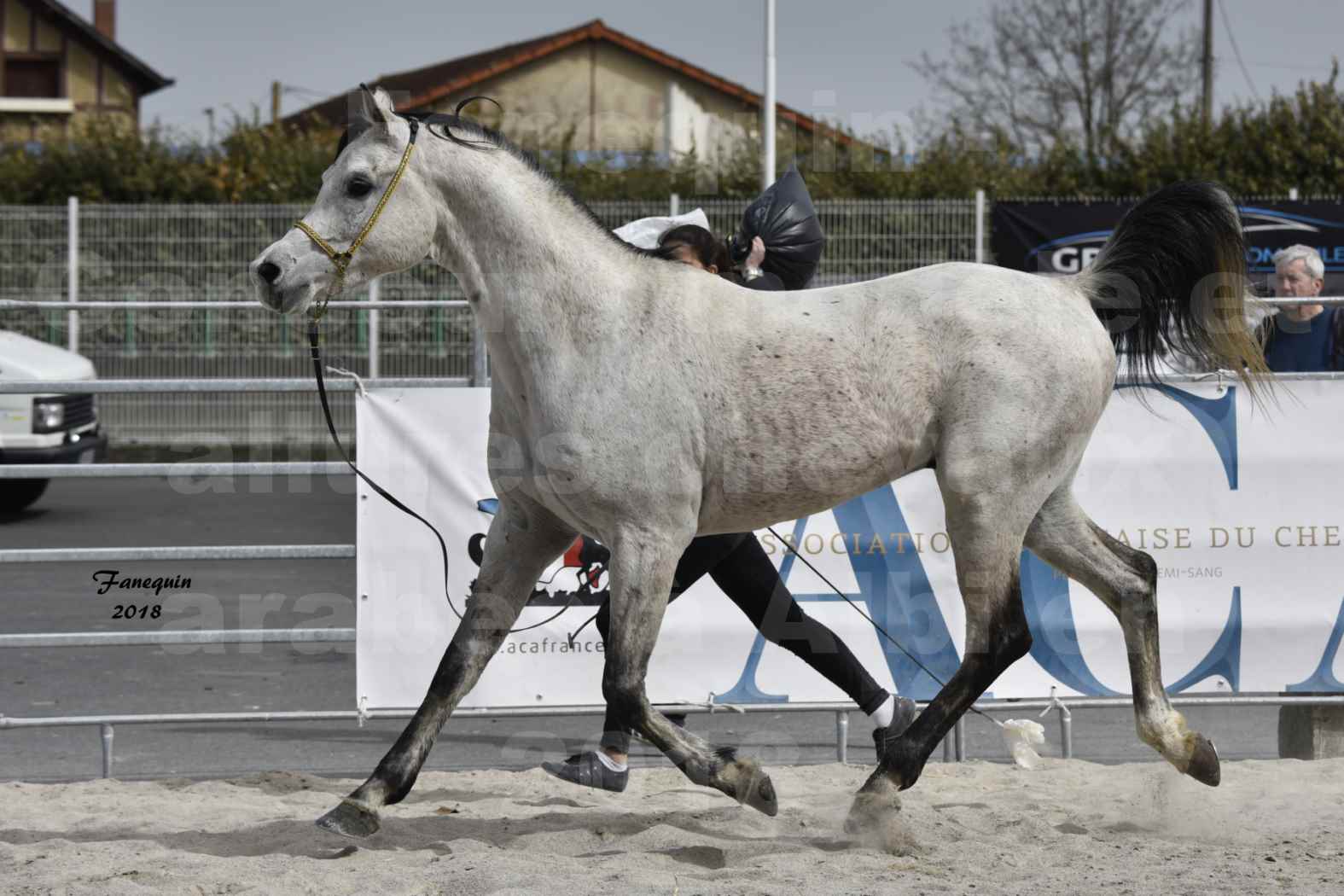 Concours d'élevage de Chevaux Arabes - D S A - A A - ALBI les 6 & 7 Avril 2018 - ATTILA PICAREL - 5