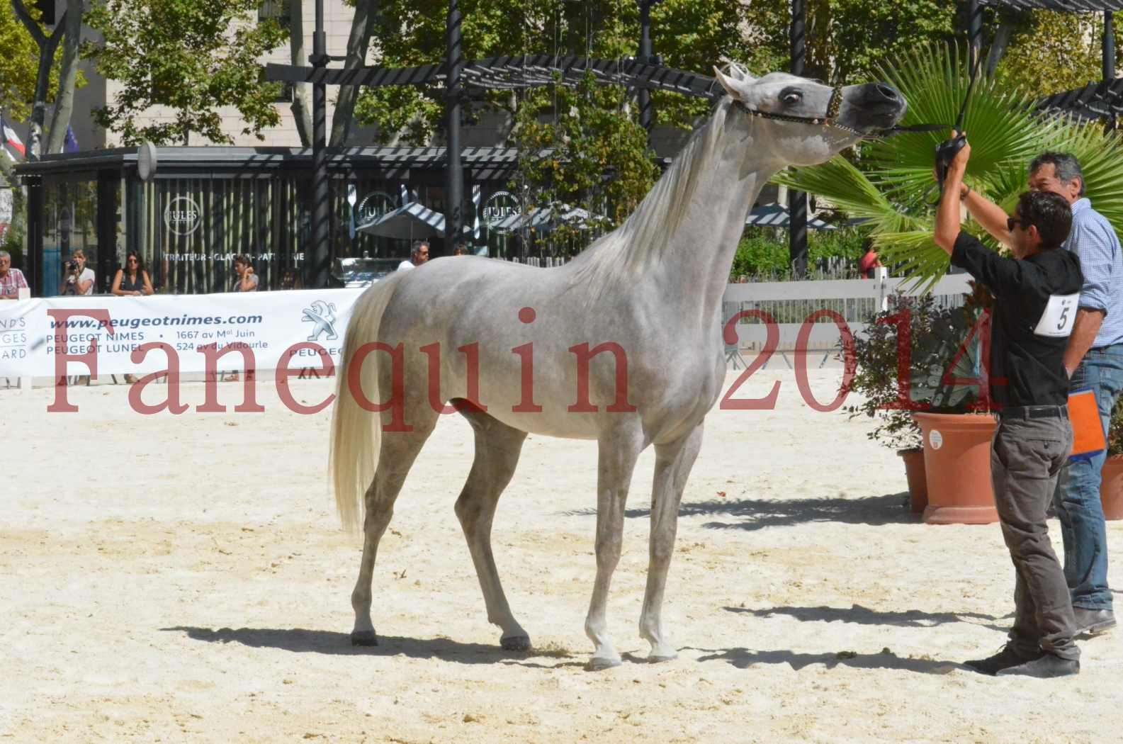 Concours national de Nîmes 2014 - Sélection - VOLODIA DE LAFON - 25