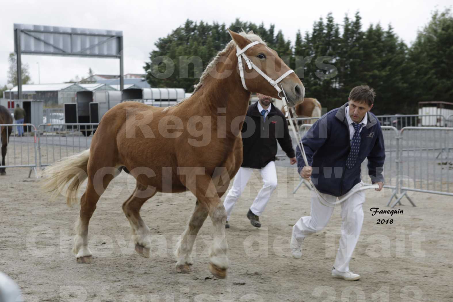 Concours Régional "OCCITANIE" de Chevaux de Traits à REQUISTA en 2018 - HARMONY DE GRILLOLES - 4