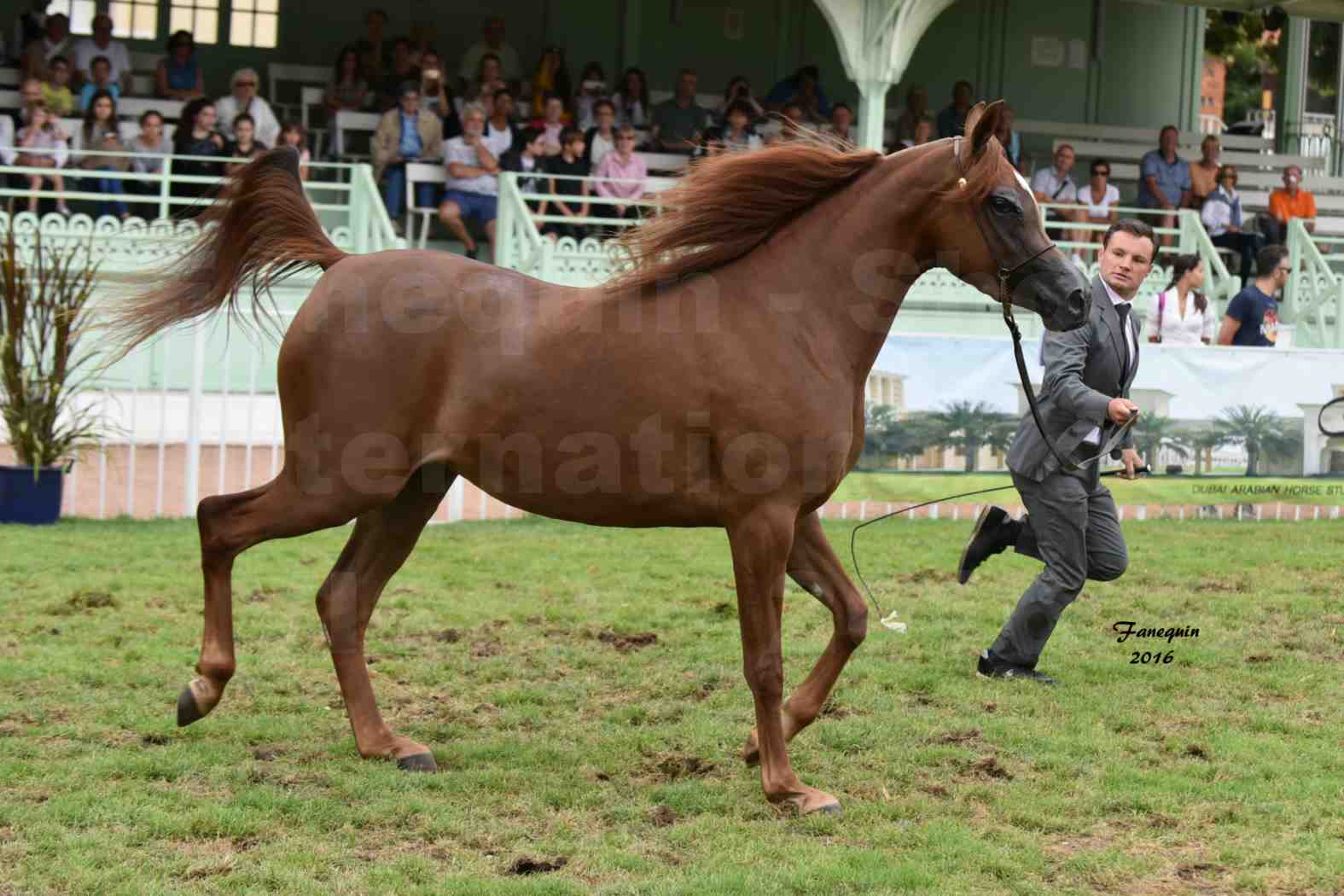 International Arabian Horse Show B de VICHY 2016 - PEARL DE DJOON - Notre Sélection - 15