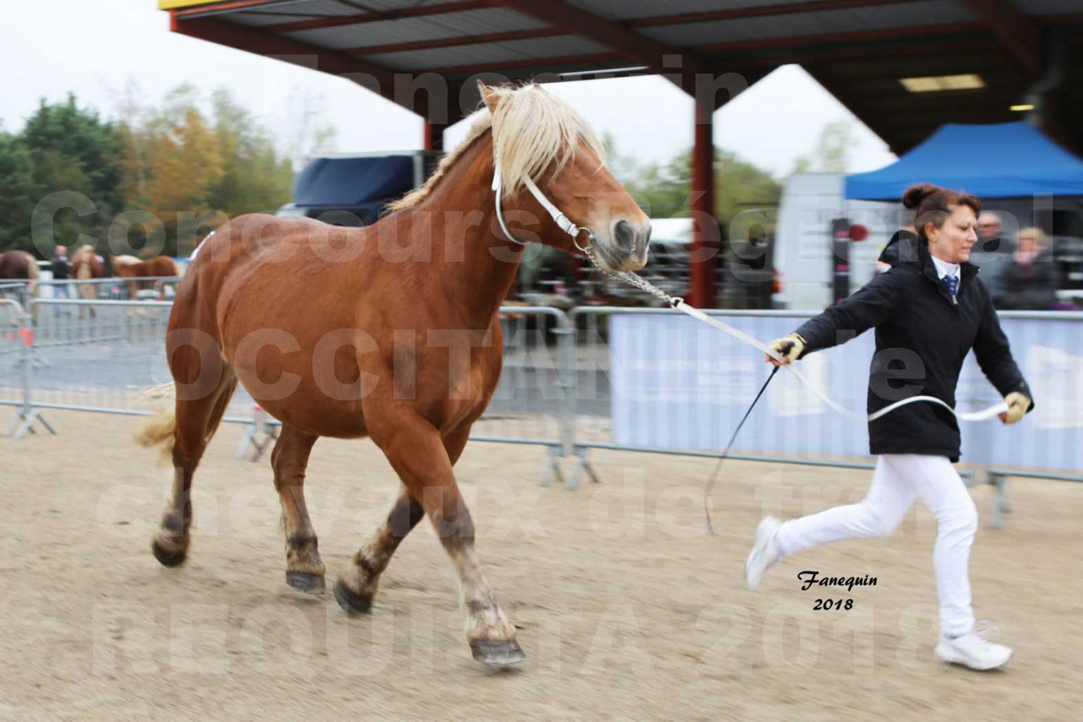 Concours Régional "OCCITANIE" de Chevaux de Traits à REQUISTA en 2018 - COLLINE DE LA LANDE - 4