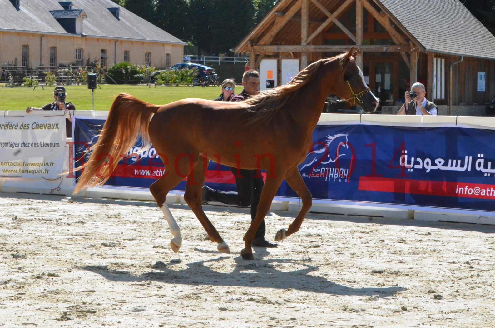 Championnat de FRANCE 2014 - Amateurs - SELECTO IBN SAMAWI - 011