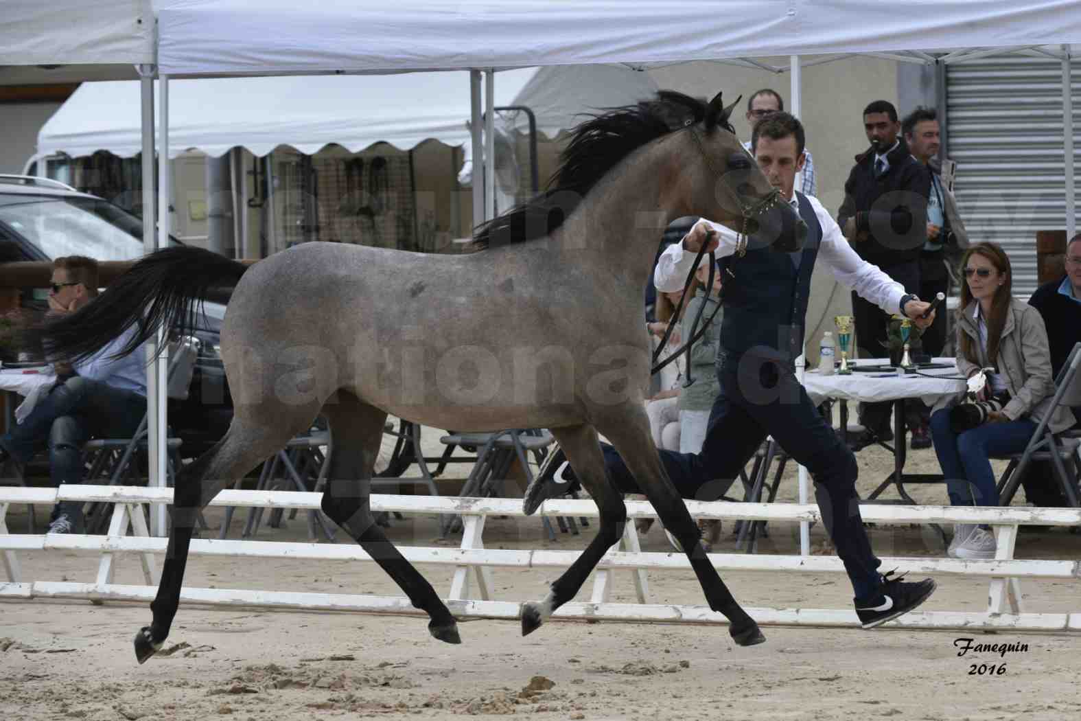 Show national de chevaux arabe de CHAZEY sur AIN - FALOUKA - 5