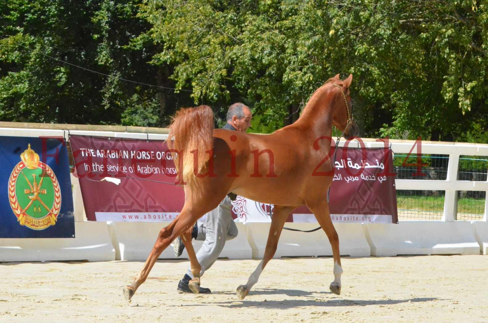 Championnat de FRANCE 2014 - Amateurs - SH CALLAS BINT ARMANI - 28