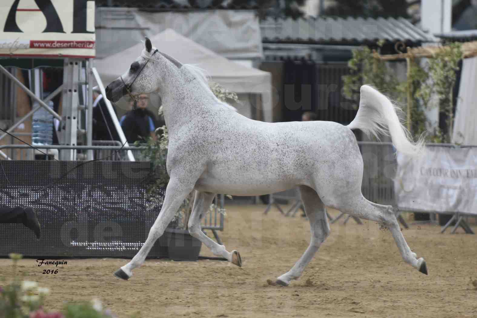 Championnat du pur-sang arabe de la Méditerranée et des pays arabes - MENTON 2016 - MAGIC MA CHERIE - Notre Sélection - 01