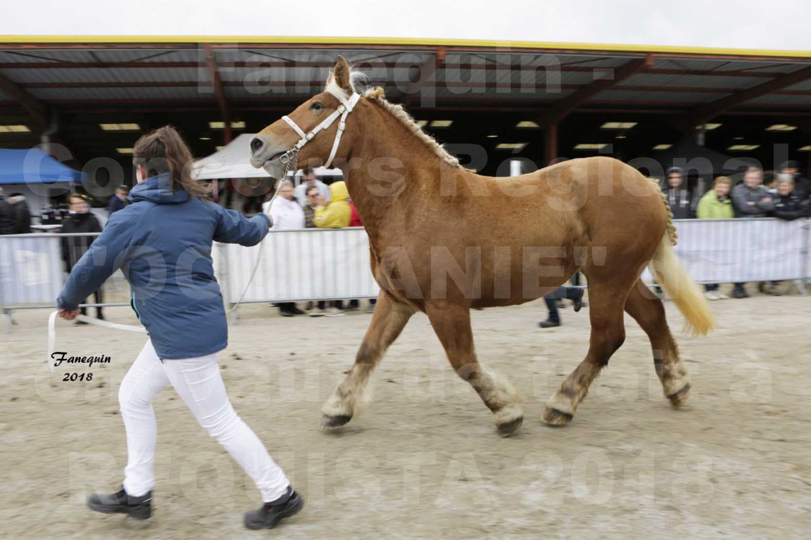 Concours Régional "OCCITANIE" de Chevaux de Traits à REQUISTA en 2018 - GENIALE - 3