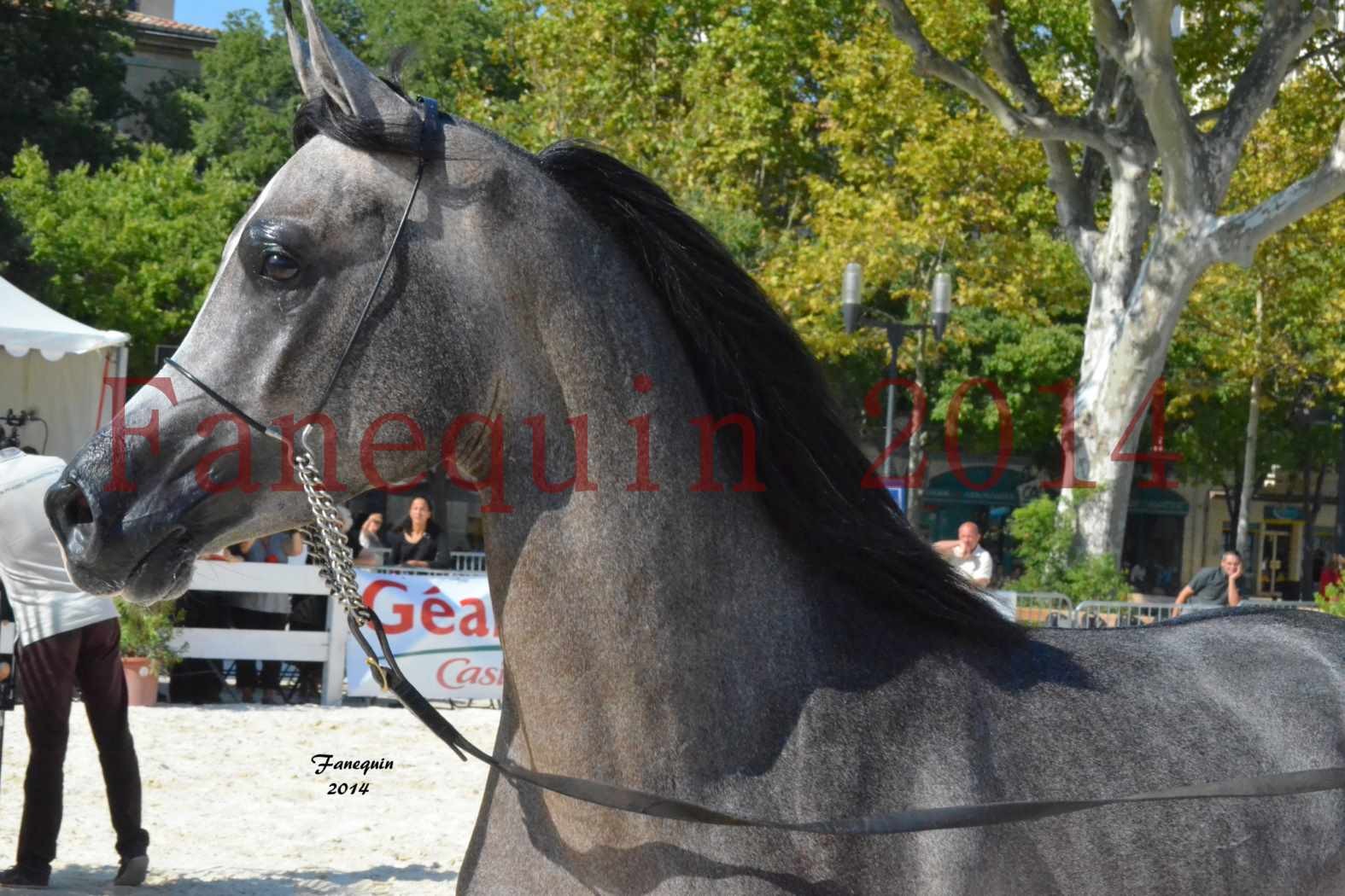 Concours National de Nîmes de chevaux ARABES 2014 - Notre Sélection - Portraits - JOSEPH'S BOUZIOLS - 10