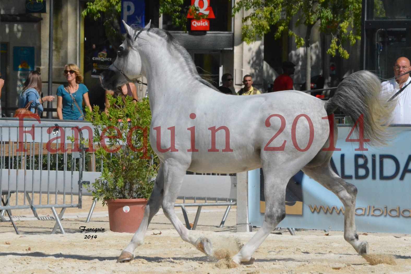 Concours National de Nîmes de chevaux ARABES 2014 - Notre Sélection - SHAOLIN DE NEDJAIA - 19