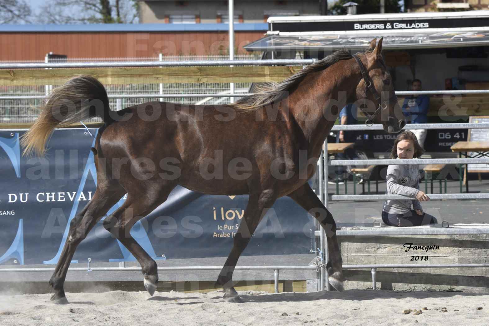 Concours d'élevage de Chevaux Arabes - D S A - A A - ALBI les 6 & 7 Avril 2018 - DJAHM AL MOUNJOYE - Notre Sélection - 7