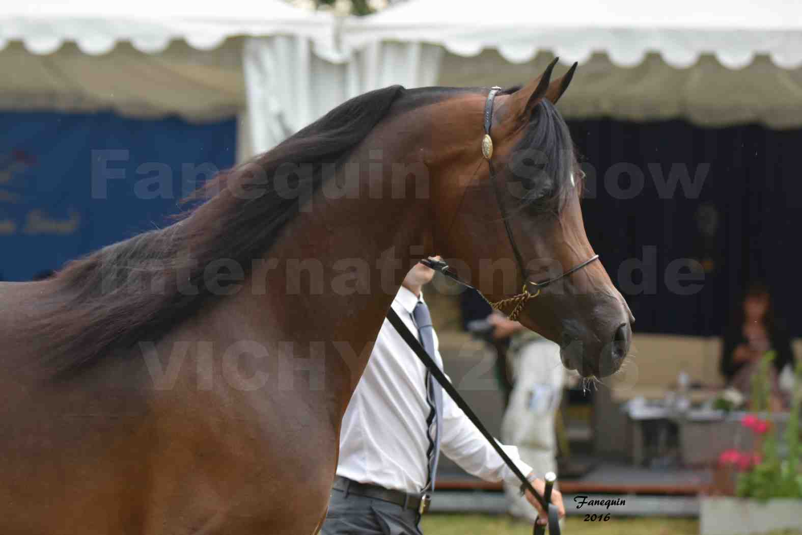 International Arabian Horse Show B de VICHY 2016 - MILLIAR - Notre Sélection - Portraits - 7