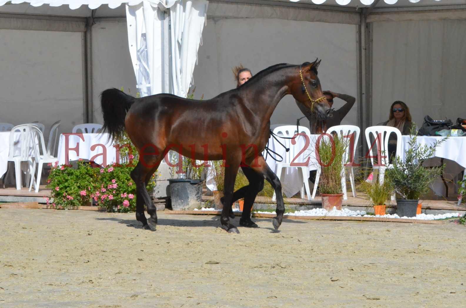 Championnat de FRANCE 2014 - Amateurs - JA KHALEB - 29