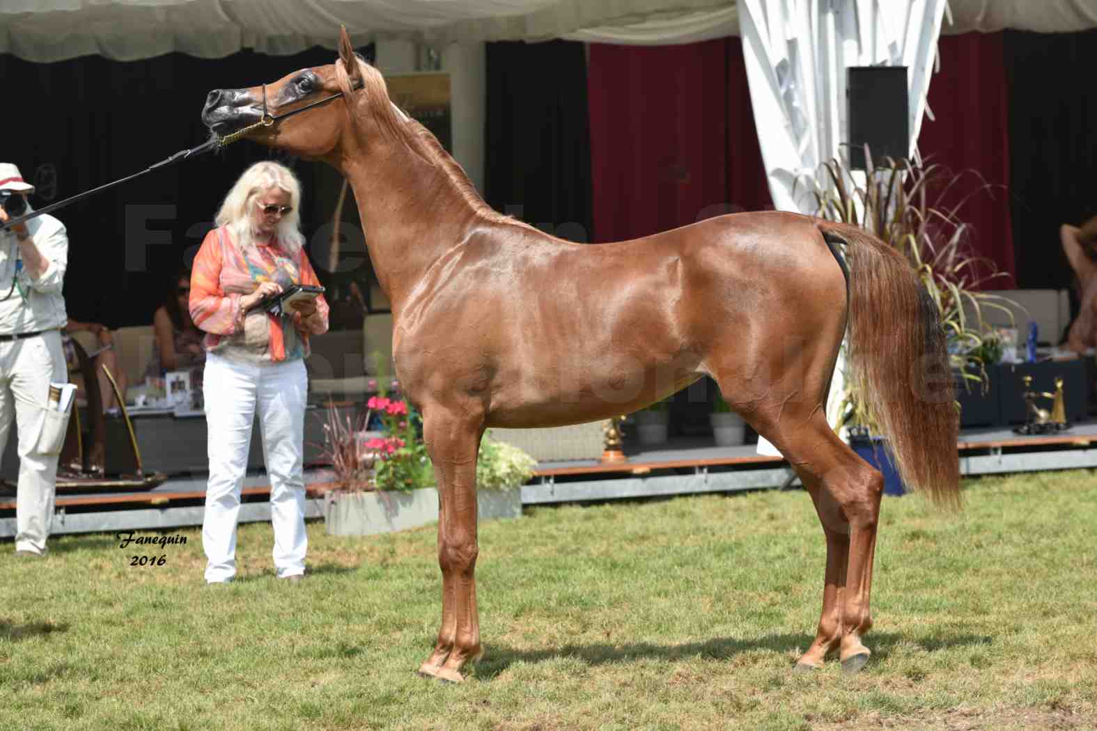 International Arabian Horse Show B de VICHY 2016 - JA FALAENE - Notre Sélection - 10