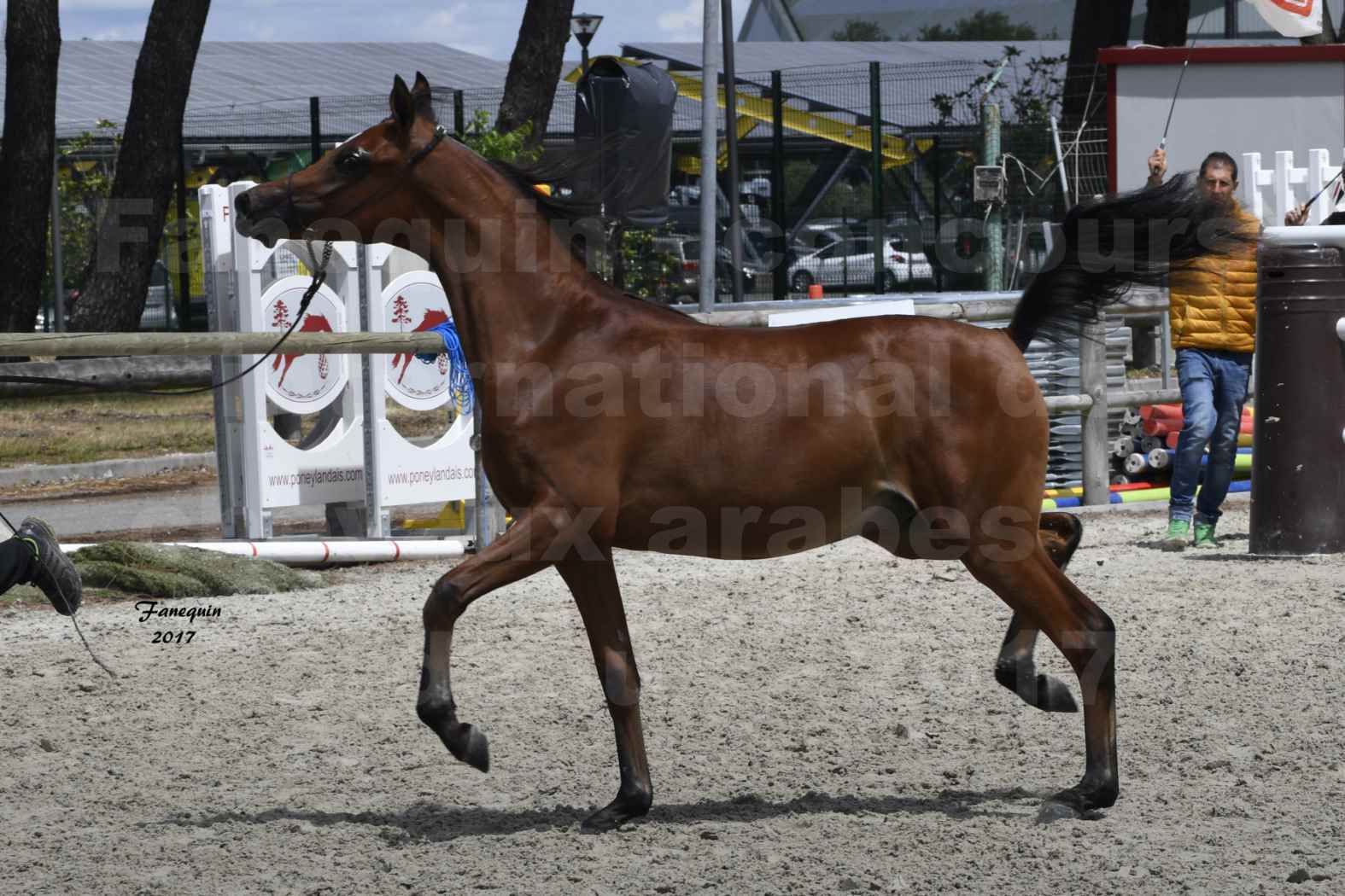 Concours international de chevaux ARABES - "Arabian Masters" Bordeaux 2017 - JABBOK DE NAUTIAC - 03