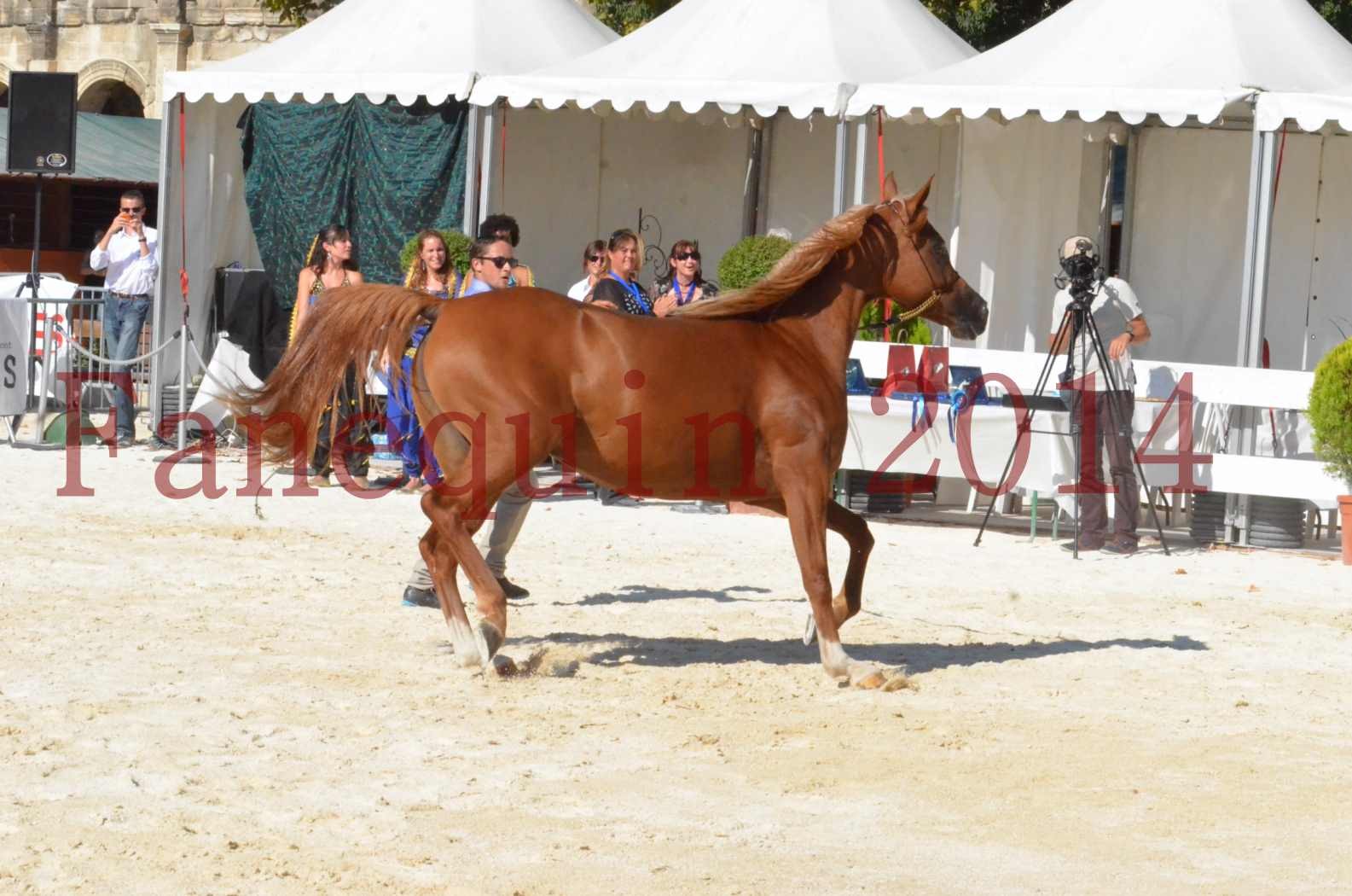 Concours National de Nîmes de chevaux ARABES 2014 - Championnat - MASSAI DE BARREL - 51