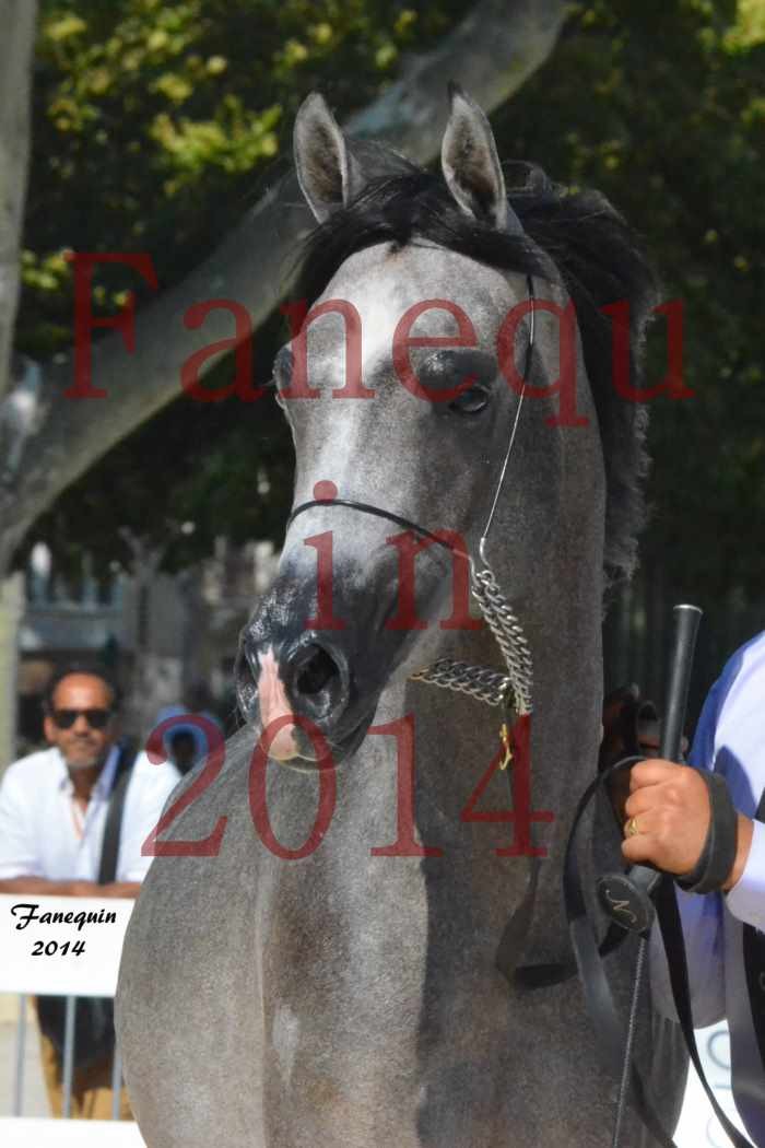 Concours National de Nîmes de chevaux ARABES 2014 - Notre Sélection - Portraits - JOSEPH'S BOUZIOLS - 09