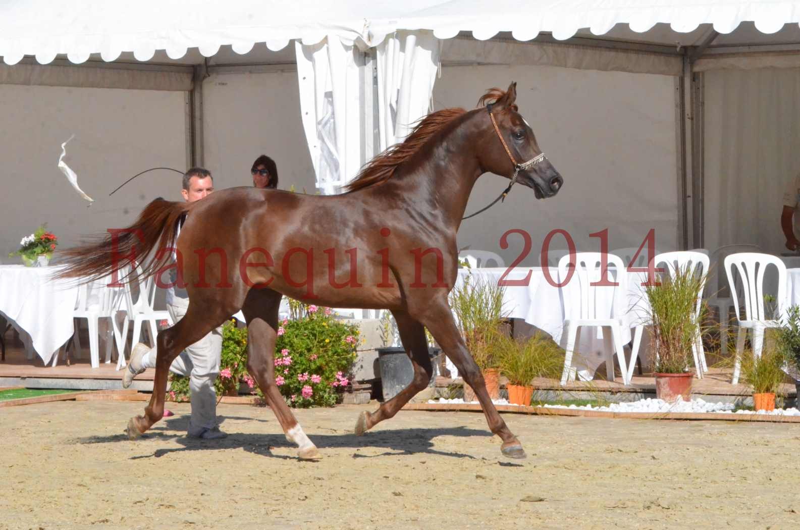 Championnat de FRANCE 2014 - Amateurs - LAMAL - 53