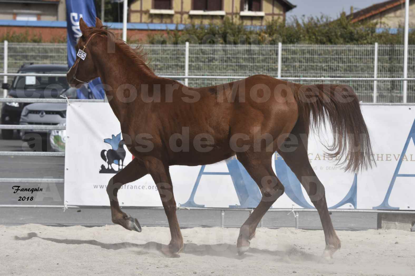 Concours d'élevage de Chevaux Arabes - D. S. A. - A. A. - ALBI les 6 & 7 Avril 2018 - FLEURON CONDO - Notre Sélection - 3