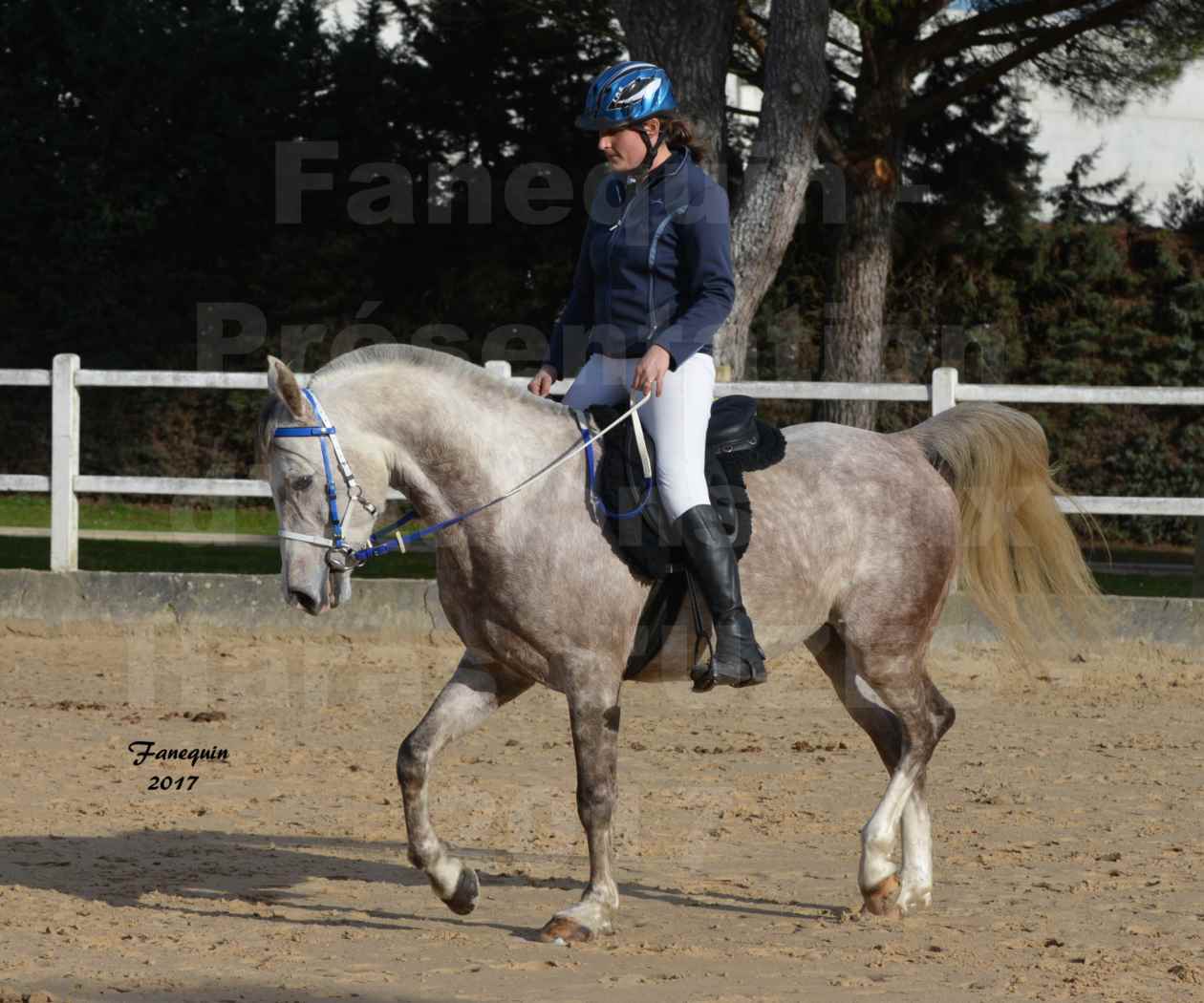 Présentation d’Étalons aux Haras d'UZES - Présentation monté - NAFSTALIK DE L'ARLYNE - 2