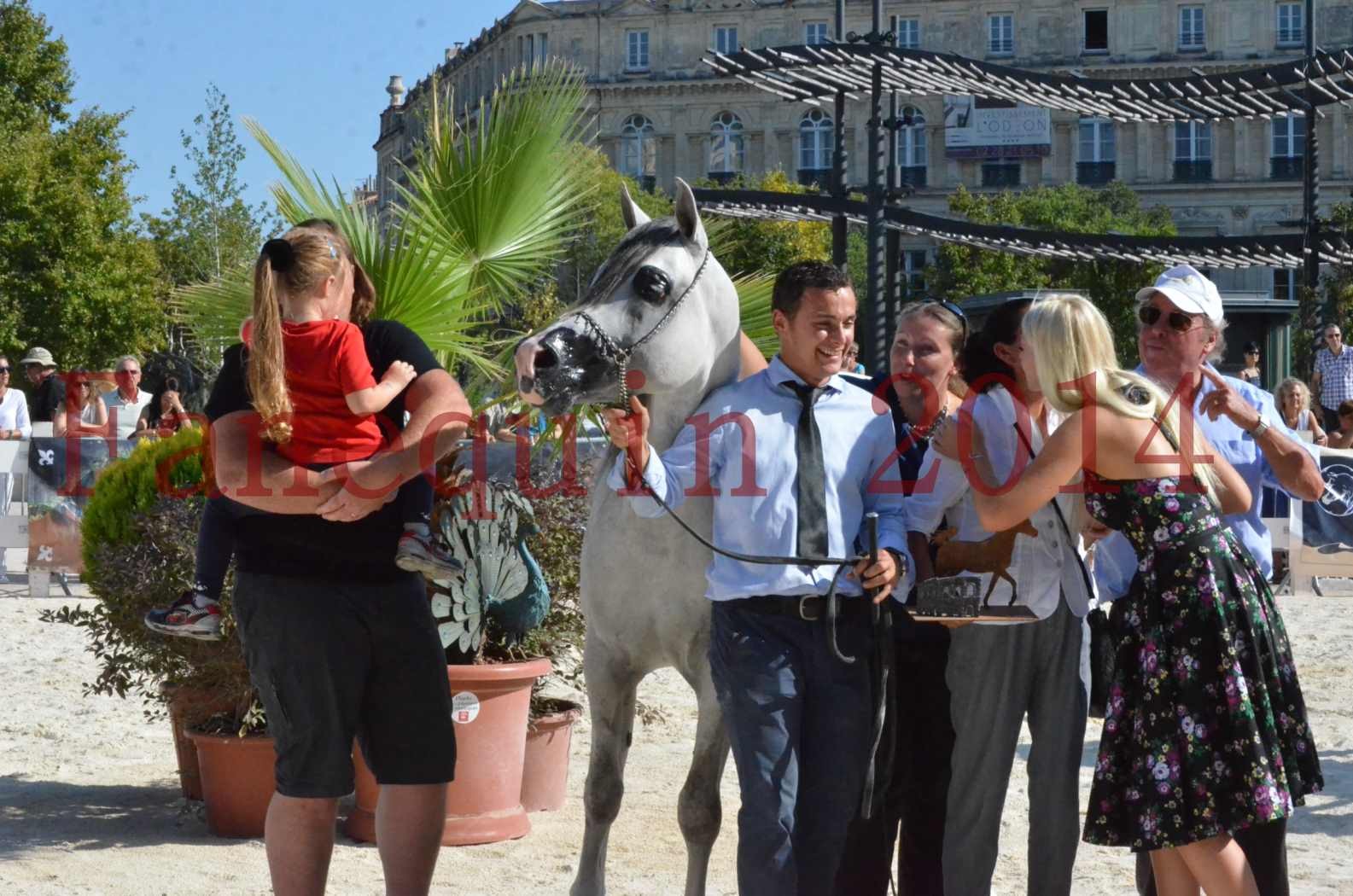 Concours National de Nîmes de chevaux ARABES 2014 - Championnat - SHAOLIN DE NEDJAIA - 49