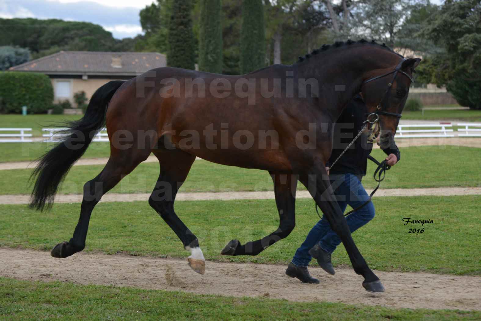 Présentation d’Étalons aux Haras d'UZES en 2016 - Présentation en longe - LEPRINCE DES BOIS - 3