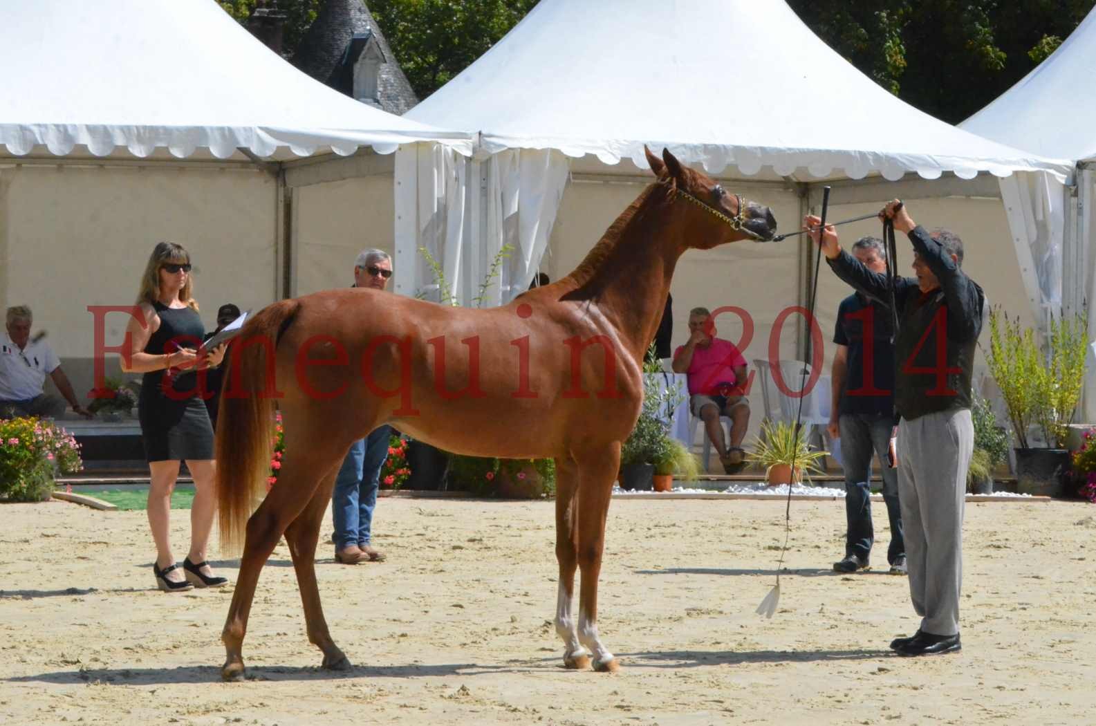 Championnat de FRANCE 2014 - Amateurs - SH CALLAS BINT ARMANI - 45