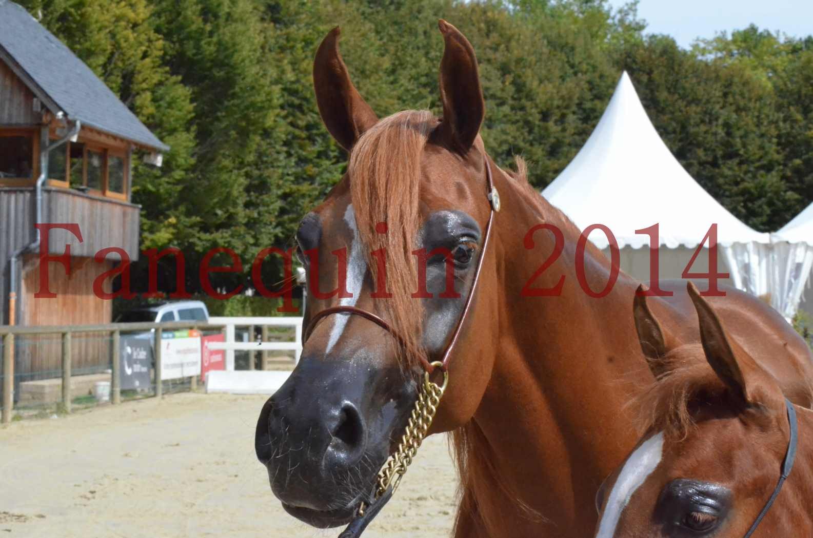 ﻿CHAMPIONNAT DE FRANCE 2014 A POMPADOUR - Championnat - KINSHASA JA - 58