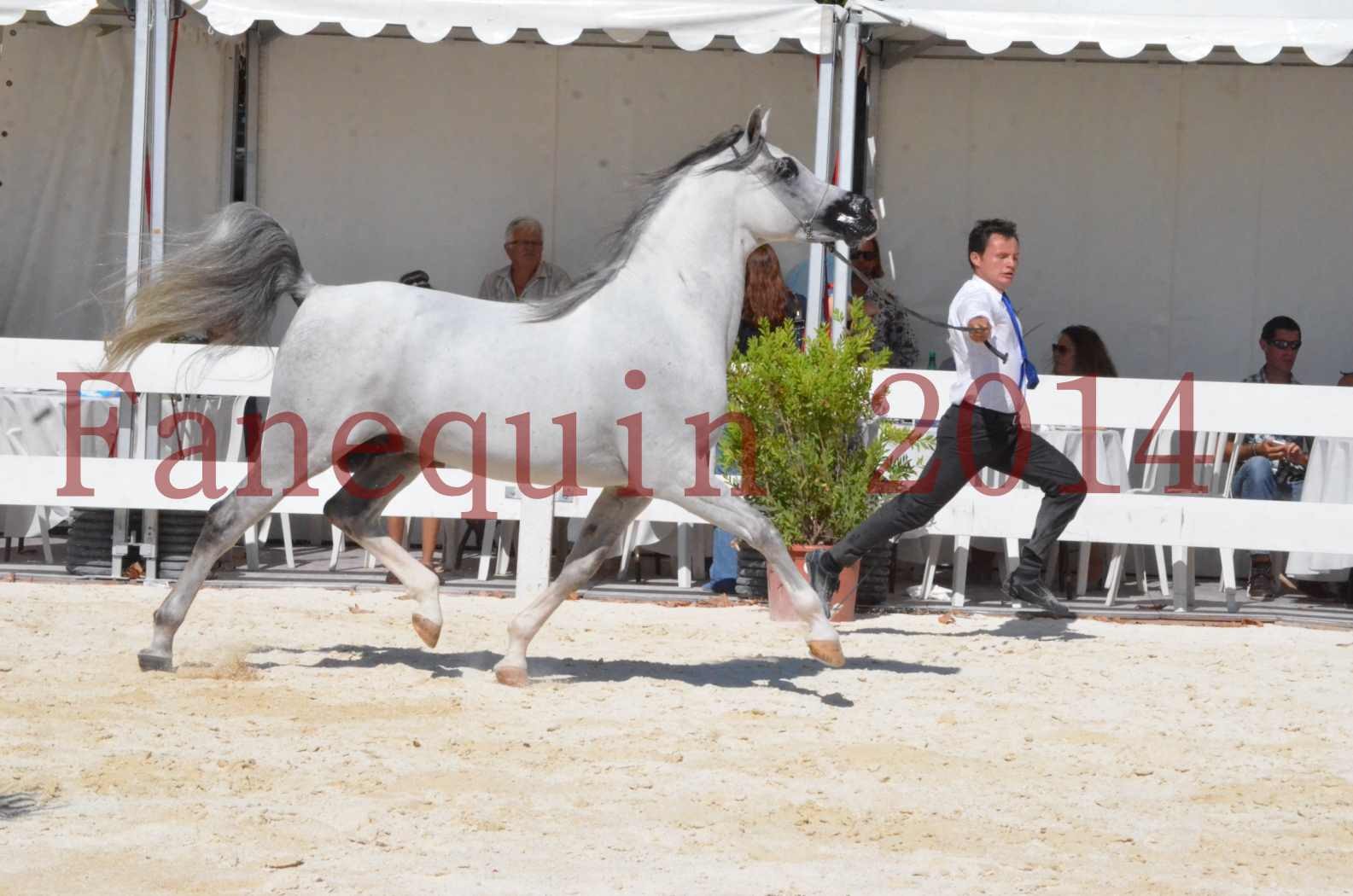 Concours National de Nîmes de chevaux ARABES 2014 - Sélection - SHAOLIN DE NEDJAIA - 04