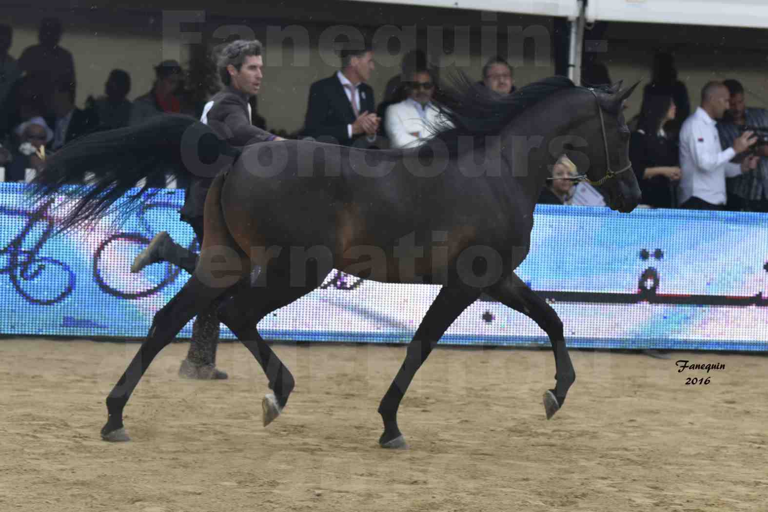 Championnat du pur-sang arabe de la Méditerranée et des pays arabes - MENTON 2016 - ADAYA - Notre Sélection - 14