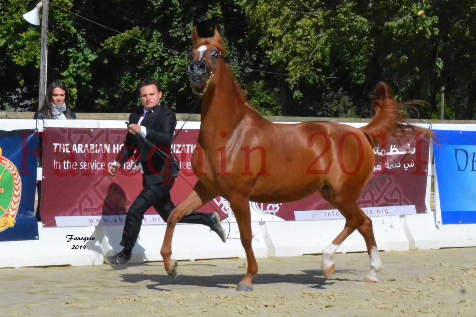 ﻿CHAMPIONNAT DE FRANCE 2014 A POMPADOUR - Notre Sélection - KINSHASA JA - 05