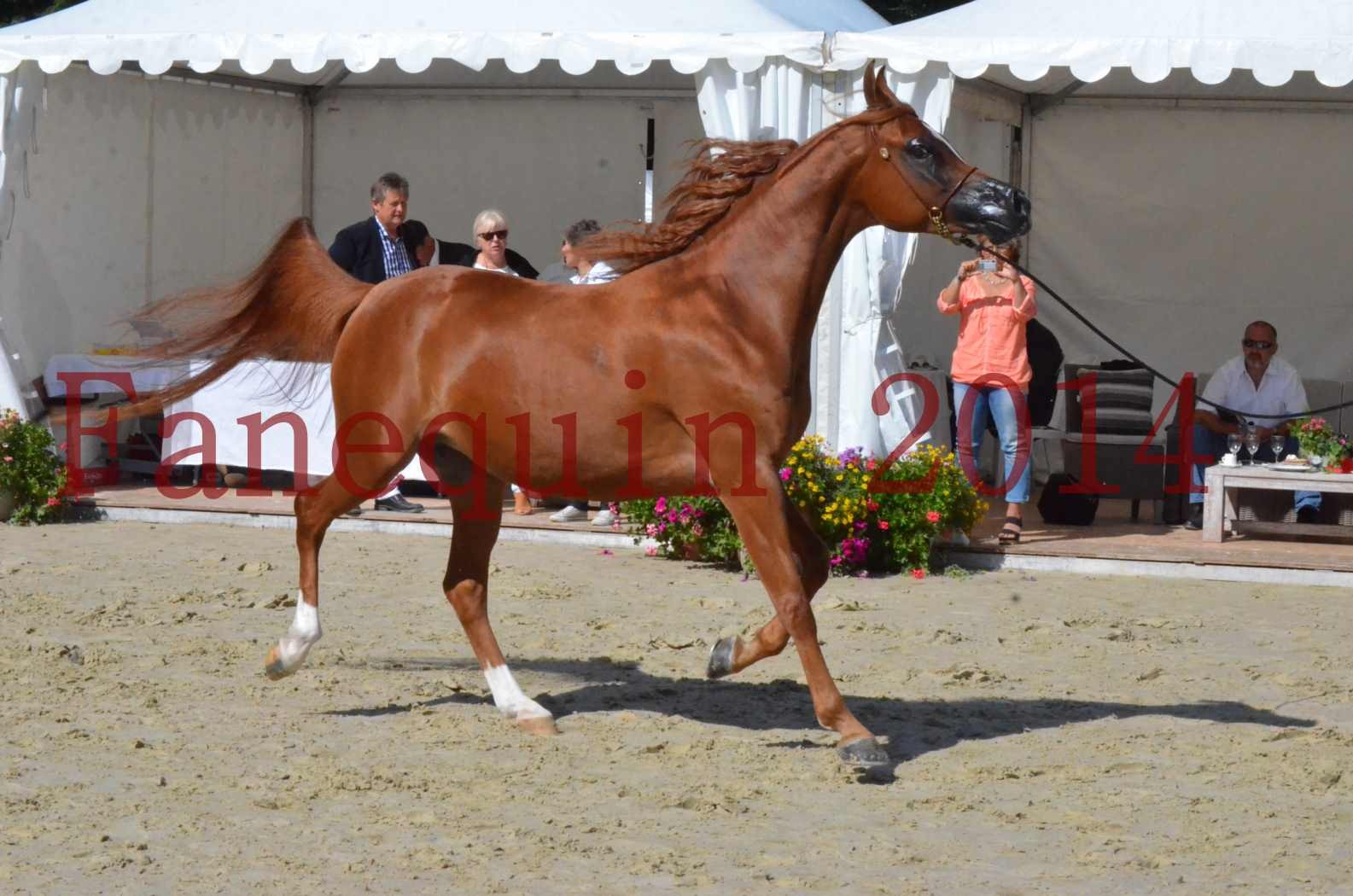 ﻿CHAMPIONNAT DE FRANCE 2014 A POMPADOUR - Sélection - KINSHASA JA - 29