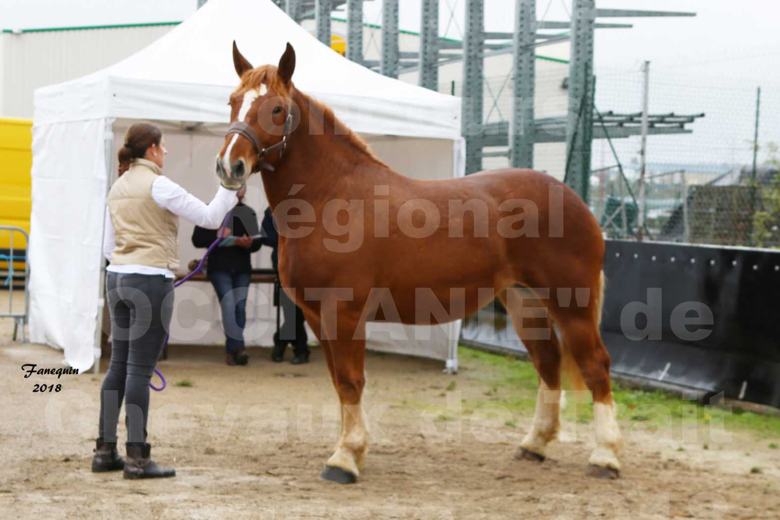 Concours Régional "OCCITANIE" de Chevaux de Traits à REQUISTA en 2018 - GLYCINE 5 - 2